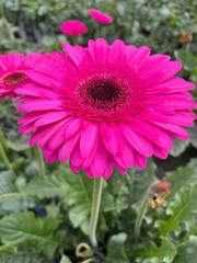 pink gerber daisy in garden