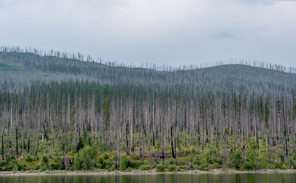 Regrowth of coniferous forest along Lake McDonald shore of Glacier National Park after a forest fire. © Lost_in_the_Midwest