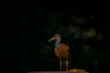 Obraz premium Grey-cowled wood rail in forest darkness