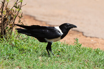 Corbeau pie,.Corvus albus, Pied Crow