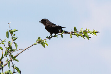 Corvinelle noir et blanc, .Urolestes melanoleucus, Magpie Shrike