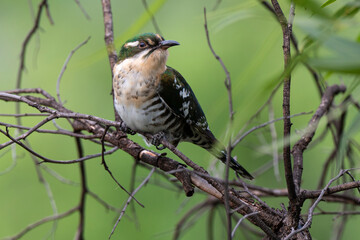 Coucou didric,.Chrysococcyx caprius, Diederik Cuckoo