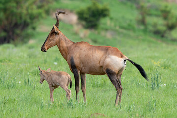 Damalisque, femelle et jeune, Damaliscus lunatus, Parc national Kruger, Afrique du Sud