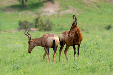 Damalisque, Damaliscus lunatus, Parc national Kruger, Afrique du Sud