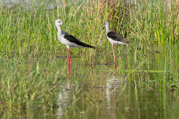 Echasse blanche,  Himantopus himantopus, Black winged Stilt