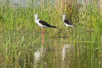Echasse blanche,  Himantopus himantopus, Black winged Stilt