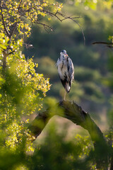 Héron cendré, Ardea cinerea, Grey Heron