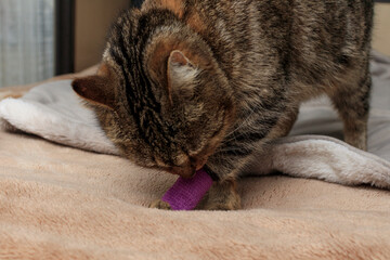 The cat is limping with an injured leg in the bandage - obrazy, fototapety, plakaty