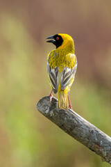 Fototapeta premium Tisserin gendarme, mâle,.Ploceus cucullatus, Village Weaver, Afrique du Sud