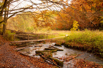 Potok i most w barwach jesieni na ścieżce w Ojcowskim Parku Narodowym