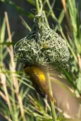 Tisserin gendarme, mâle, construction du nid, .Ploceus cucullatus, Village Weaver, Afrique du Sud