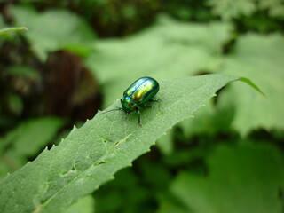 Green Beetle