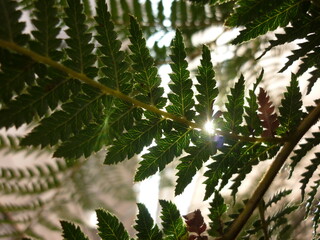 fern in the forest