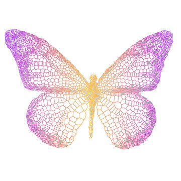 Beautiful butterfly silhouette, detailed colorful line drawing, illustration over a transparent background, PNG image