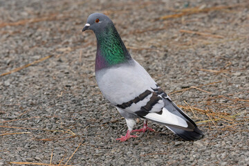  Beautiful male Rock or common Pigeon Pigeon walking around