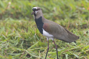 Fototapeta premium Southern Lapwing (Vanellus chilensis) walking around a grass field