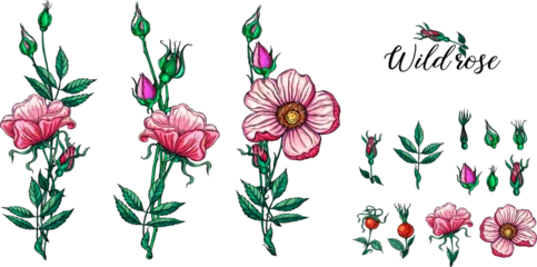 Badezimmer Foto Rückwand A set of vector flower compositions. Rose. Pink flowers  © krecunat