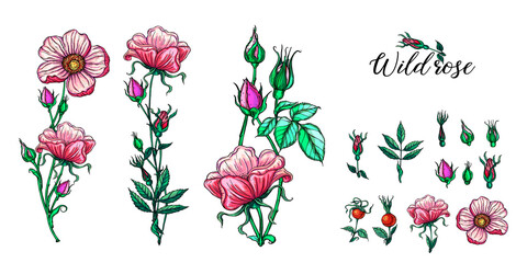 A set of vector flower compositions. Rose. Pink flowers 