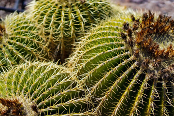 close up of barrel cactus