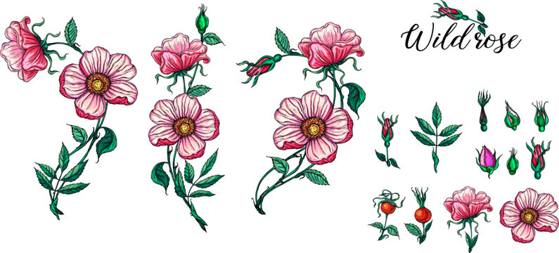A set of vector flower compositions. Rose. Pink flowers 
