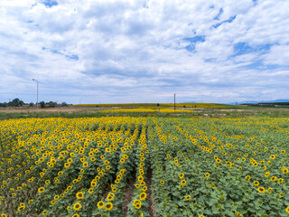 Aerial view of field of sunflowers in spring time. 