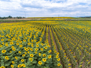 Aerial view of field of sunflowers in spring time. 
