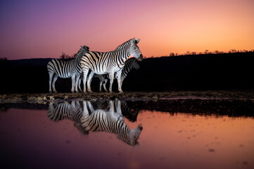 Fototapeta na wymiar Zebras at a waterhole at sunset