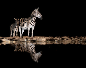 Zebra at a waterhole at night