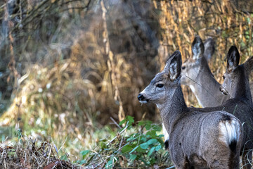 A Group of Mule Deer (Odocoileus hemionus) in the Underbrush