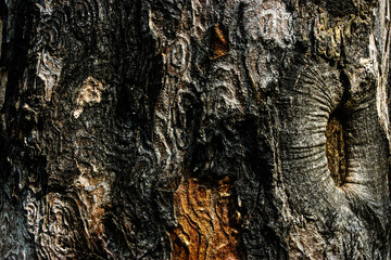 the bark of a tree