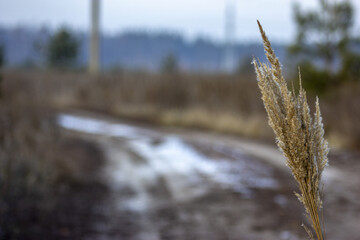 Fototapeta premium Common reed