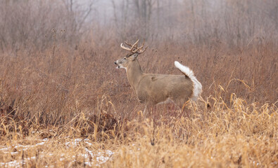 White tailed deer with a set of antlers or a rack is also known as a buck or stag.  The male deer is trotting through the long grass with its tail up and calling.  Photographed during the rut season. 