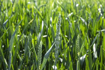 green spikelets