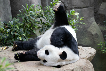 Close up Cute Panda in Singapore Zoo