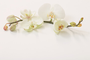 Naklejka na ściany i meble white orchid flowers on white background