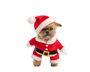 Small dog in a Santa Claus suit, standing looking at camera