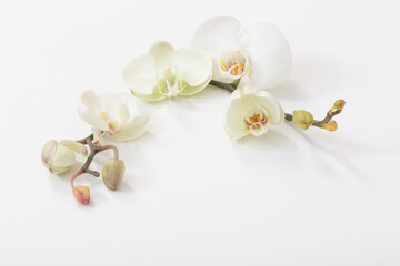 Fototapeta na wymiar white orchid flowers on white background