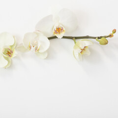 white orchid flowers on white background
