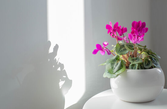 cyclamen in flowerpot on background white wall
