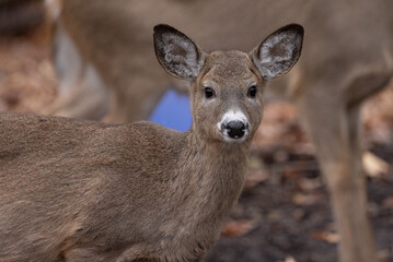 A close up image of a very young first year curious white tailed deer or Virginia deer looking ahead at the photographer. The deer has a cute white nose, ears are upright  listening for sounds.  