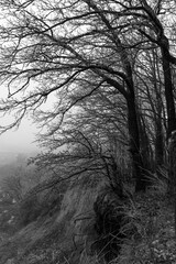 Obraz premium Promenade through misty forest in winter