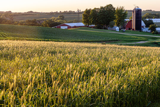 Sun lights the tops of grass in a rural field near Kieler, Wisconsin
