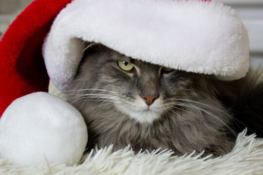 Cristmas cat in red Santa hat sitting on light soft plaid at home, pet symbol of New year 2023 looking seriosly front, waiting christmas eve in costume, horizontal image for veterinary,calendar,poster