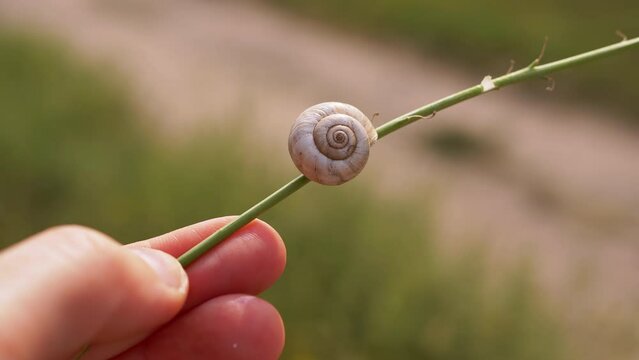 Female Hand Holds Thin Twig with a Snail on a Blurred Green Background of Nature. Snail shell illuminated by sunlight, sunbeams. Conservation, nature rescue. Wildlife. Sleeping snail. Close-up.