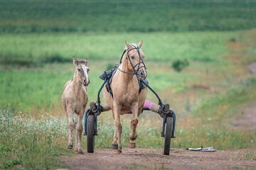 A young beautiful girl rides a britzka around the farm.