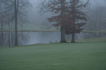 Obraz premium Wildlife at a foggy pond