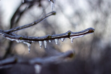 Frozen branches of plants. Ice-covered branches. Ice. Icing. Winter in Ukraine. 
