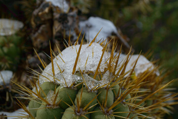 Naklejka na ściany i meble cactus in the snow in winter
