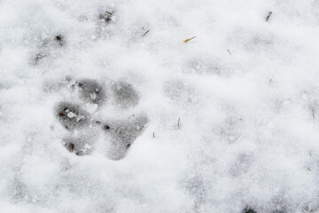 trace in the snow in winter