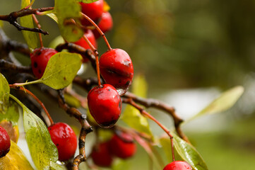 frozen red berries on a tree in winter